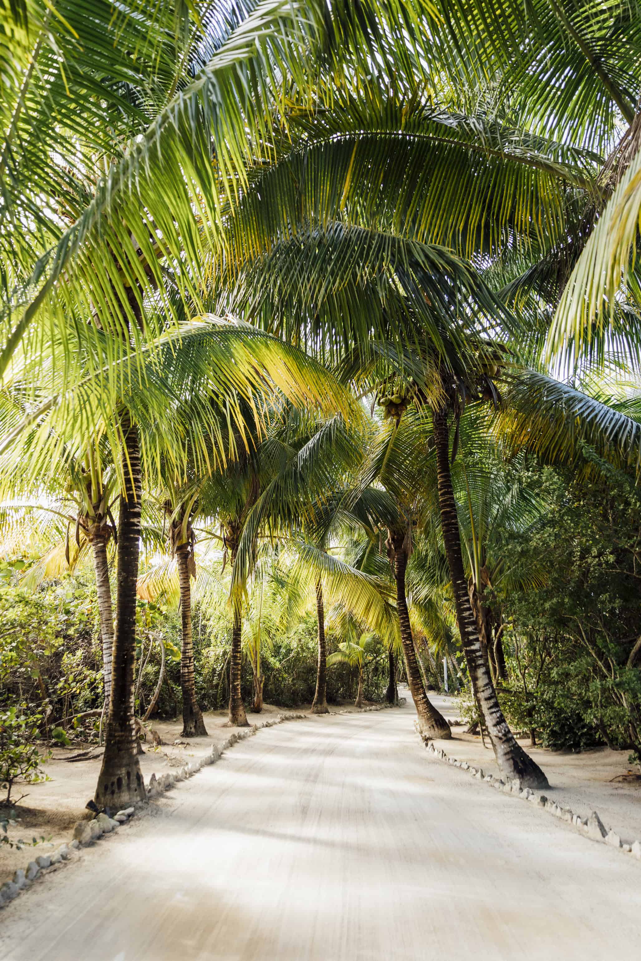 color landscape photographs of palm trees and seaside dirt road