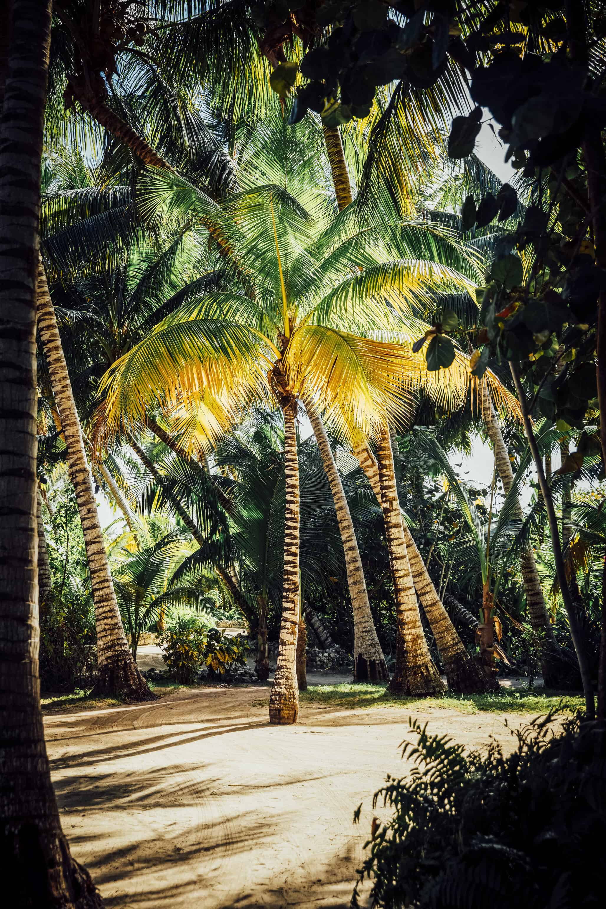 landscape color photography of palm trees